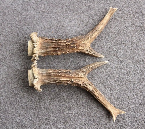 Pair roe deer antlers set - pair,