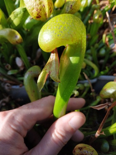 Darlingtonia californica cobra - californica,