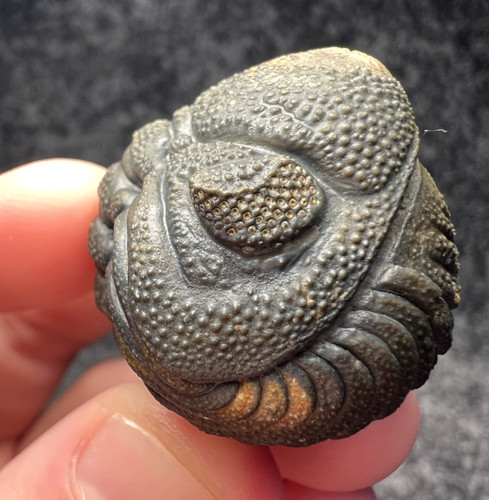 Moroccops trilobite fossil - moroccops, sp.