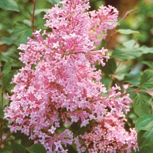 Coral lilac seeds - seeds, tree