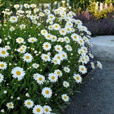 Shasta Daisy 'Becky' X6 Plugs