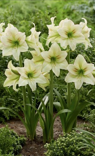 Hippeastrum forest sunset - hippeastrum, "forest
