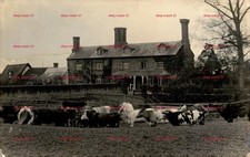 Hundon Hall Suffolk Cattle
