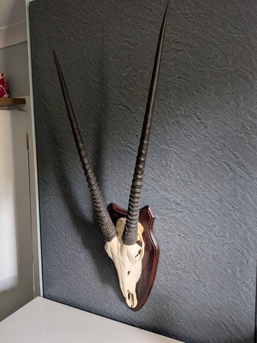 Gemsbok skull and horns - gemsbok,