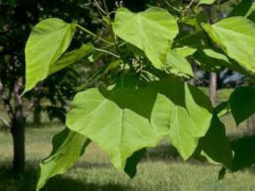 Catalpa bignonioides tree - catalpa,