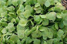 Organic Salad - Purslane -