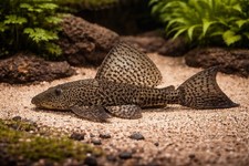 2 Tiger Shovelnose Catfish