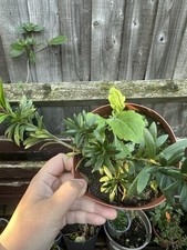 Japanese Buddhist Pine Bonsai