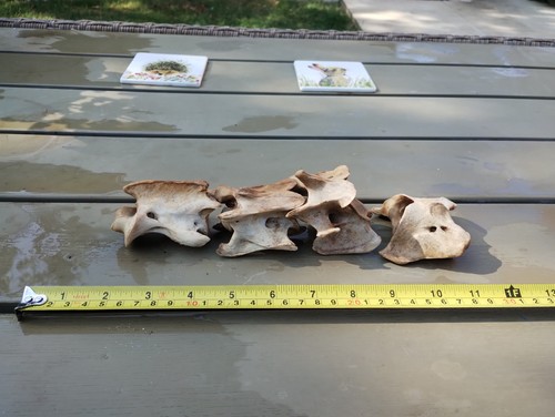 Fallow deer bones - fallow,