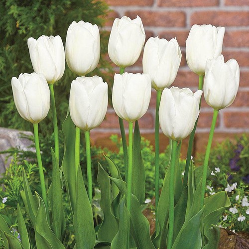 White tulips hakuun - 12,