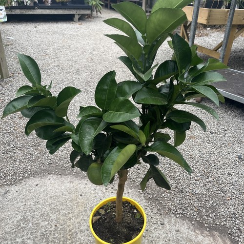 Citrus bergamot 20cm - bergamot,