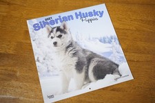 Siberian Huskies Husky Puppies