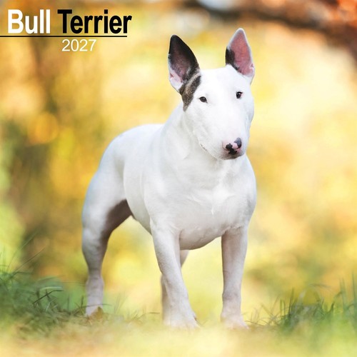 Bull terrier calendar 2027 - bull,