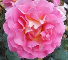 Rosa 'Pink Paradise' Delbard
