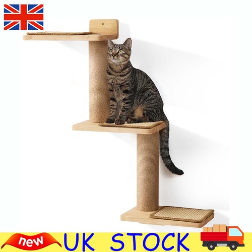 Cat climbing shelf wall - climbing,