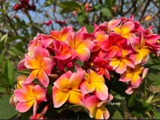 5 Fresh Seeds Frangipani