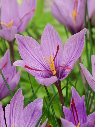 15x crocus sativus bulbs - crocus, 10cm+