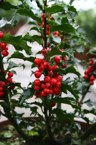 Holly ilex alaska 2 - ilex, 'alaska'