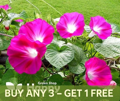 Morning glory crimson rambler - morning,