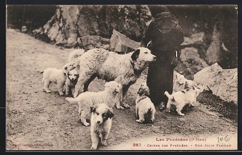 Pyrenean mountain dog - dog, with