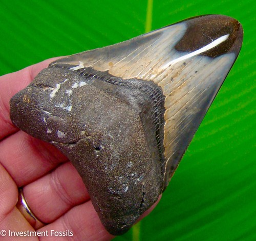 Megalodon shark tooth - megalodon, real