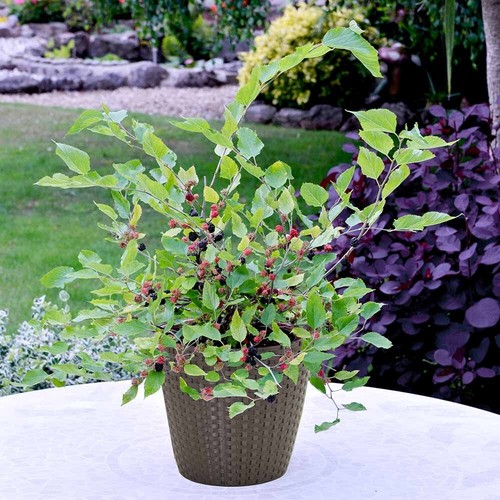 Dwarf mulberry fruit - dwarf,