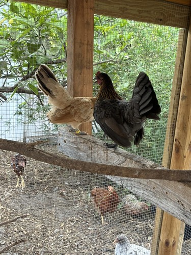 Serama fertile hatching - ,