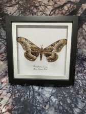 African brahmin moth - a2,
