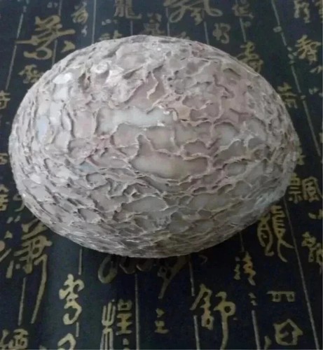 Segnosaur dinosaur egg - segnosaur,