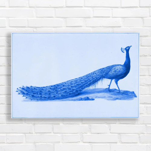 Majestic peacock wildlife - peacock,