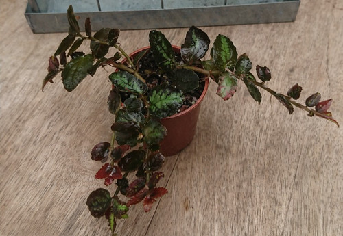 Pellionia repens watermelon - repens|,