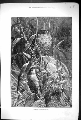 Original old antique print - original,