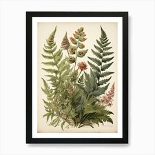 Painted Fern Wildflower