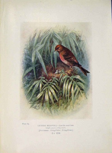 Original old antique print - old,