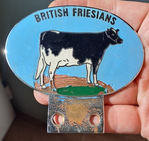 British friesians enamel - british,