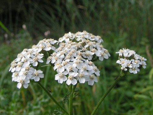 Achillea millefolium 2000 - millefolium,