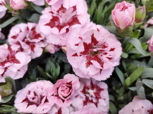 Dianthus oscar purple - x, 'purple