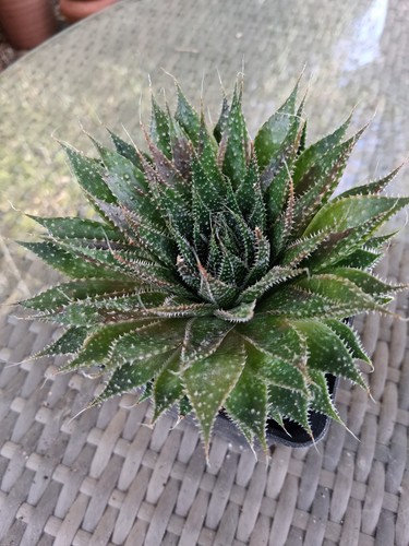 Aloe aristata x 9cm pot - aristata,