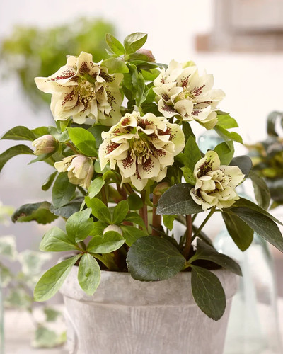 Hardy hellebore yellow spot - ,