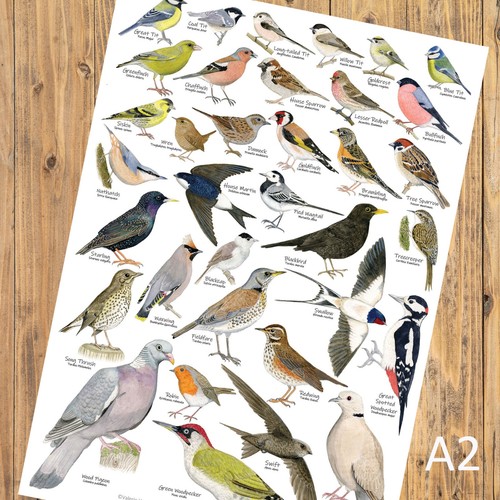 British garden birds - garden,