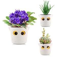 3Pack Cute Owl Plant