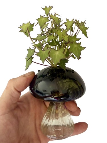 Senecio oxyriifolius ssp