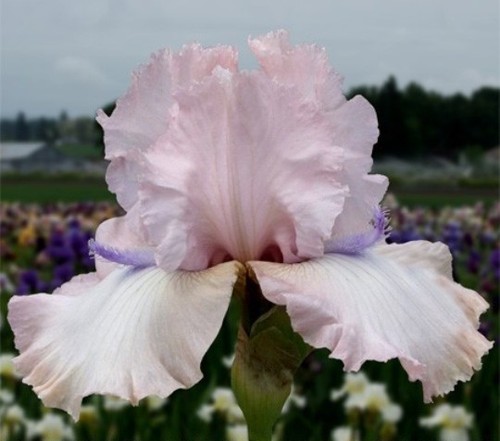 Tall bearded iris howler rare - bearded,