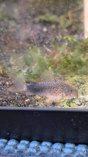 Violet smudge spot - violet,