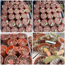 Mixed succulents I pick random