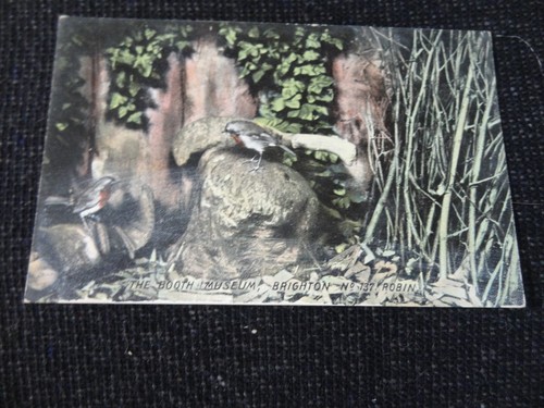 Booth museum british birds - of,