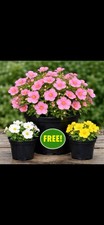 Lovely Pink Potentilla 2L + 2