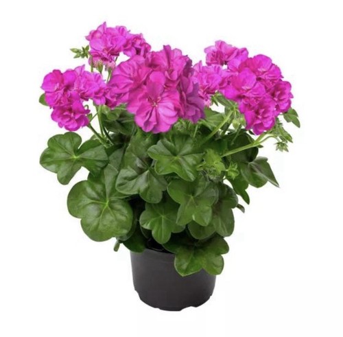 Trailing geranium pac - x,