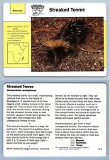 Streaked Tenrec #91.2 Mammals - Grolier Wildlife Adventure Card