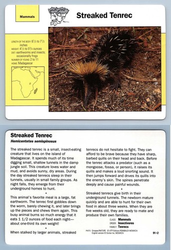 Streaked tenrec 2 mammals - #91.2,
